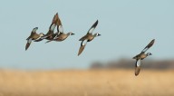 Texas biologists predict good season for duck populations