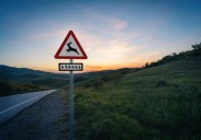 Cómo evitar accidentes cuando hay animales en la carretera