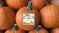 Illinois Crowned King of Pumpkins, Says Science