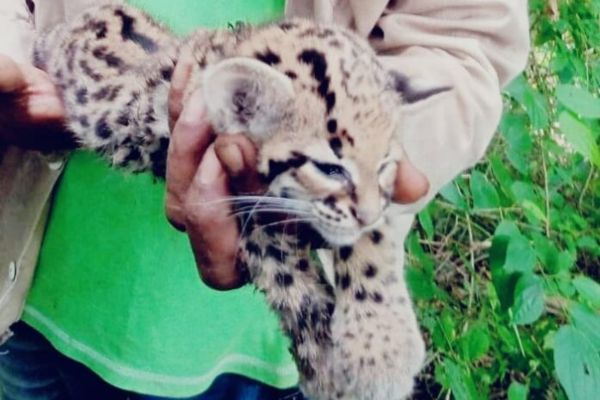 Liberan cachorro de jaguar en la Reserva Natural Protectora Montes de Oca