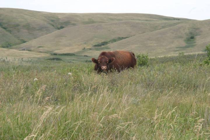 Saskatchewan puts crown land auction on hold