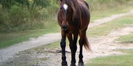Corolla Wild Horse Fund announces death of wild stallion