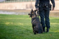 Officer injures shoulder tackling suspect; K9 helps take him into custody 