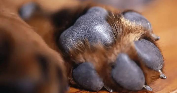 La justicia actúa: detenido el hombre que mató a golpes a un perrito de 8 meses en Chaguani