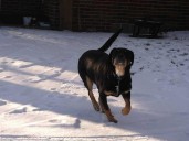New program aims to improve life for Medina County shelter dogs