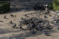 Santiago enfrenta una amenaza silenciosa protagonizada por las palomas: estudio de la U. de Chile revela altos niveles de plomo en el ambiente