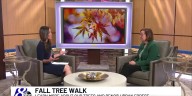 Fall Tree Walk at Virginia Lake Park