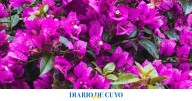 El truco más usado en los viveros para que tu Santa Rita florezca como nunca