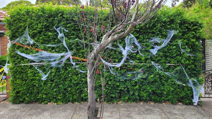 These Halloween decorations can be horrific for Australian wildlife