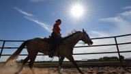 West Nile virus spikes among horses