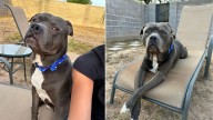 Arizona Shelter Dog Overlooked For Looking “Mean” Until One Woman Sees His Heart And Changes His Life