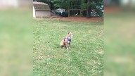 Michigan Pup Waited Nearly A Decade In Shelter Before Finally Finding The Family She Deserves