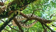 Huge relief; python spotted on tree in Kochi safely captured
