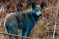 Intriga en Chernobyl: aparecieron perros con pelaje azul y buscan la causa