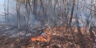 Burning restrictions in effect across Kentucky as forest fire season approaches