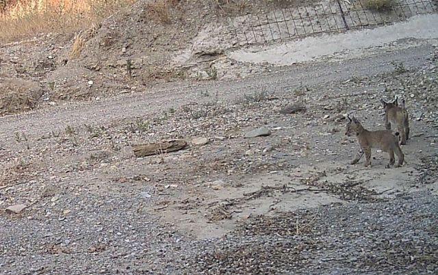 Una segunda camada de una hembra de lince ibérico liberada en la Región de Murcia confirma el éxito del programa Life LynxConnect