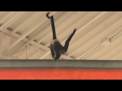 Pet monkey escapes its owner in Texas Halloween store