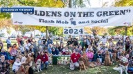 Golden Retrievers to gather in Amherst for annual Goldens on the Green event