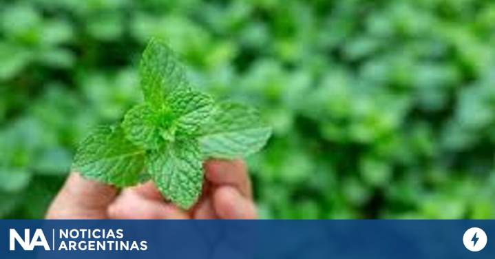 El poderoso truco de poner hojas de menta en la almohada: cómo actúa y qué beneficios brinda