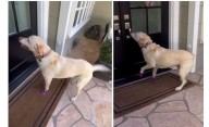 La tierna amistad entre una perra y su vecina, ella adaptó el timbre para poder saber que toca su puerta