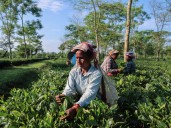 Photos: Drier weather threatens India’s tea exports, global supply