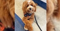 South Allegheny School District getting a therapy dog to support student wellness