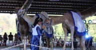 The Great Page Circus comes back to Whitley County for carnival fun