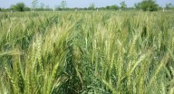 Sader amplía plazo de apoyos para productores agrícolas en sur de Sonora
