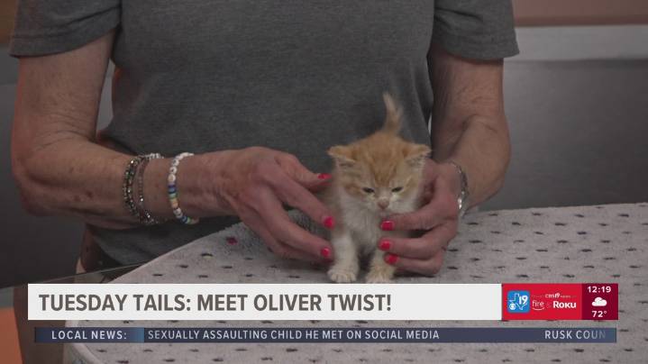 TUESDAY TAILS: Meet Oliver Twist from the SPCA of East Texas