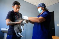 Ofrece Guadalupe más de 17 mil servicios veterinarios