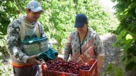 Aumentaron a $330.000 la ayuda por desempleo para trabajadores del campo