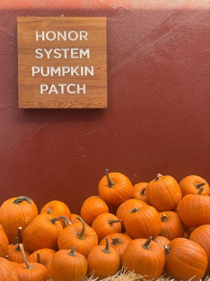 Westside Pumpkin Patches Offer Festive Family Fun Ahead of Halloween
