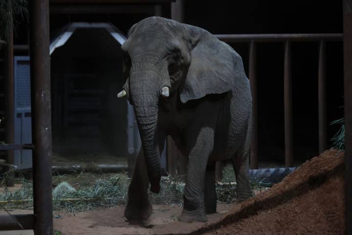 Adiós a Pupy. La última elefanta del Ecoparque porteño murió en Brasil a los 176 días de haber sido liberada