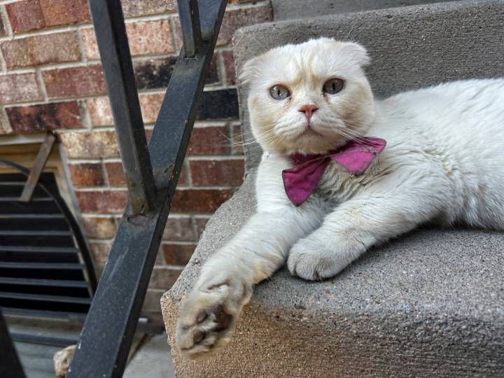 Arapahoe County deputies rescue the fanciest of cats
