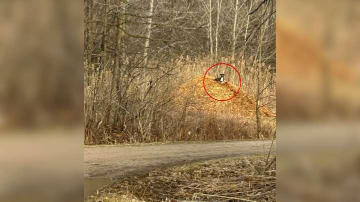 Dog Abandoned On Michigan Hiking Trail Spends Days Clinging To Hope That His Owners Will Return