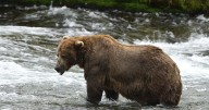 Chunk, a 1,200-pound bear with a broken jaw, wins Alaska's popular Fat Bear Week contest