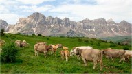 La DGA descarta la presencia de dermatosis nodular contagiosa en una granja de Huesca