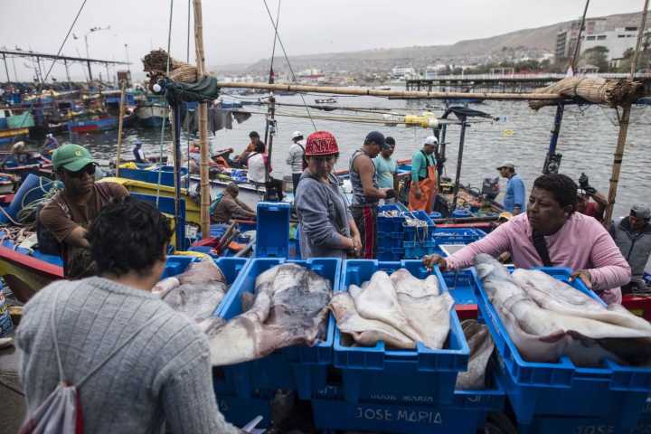 Produce incrementa cuota de captura de pota a 609 mil toneladas para 2025