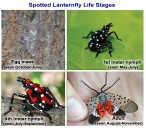 Harmful Insect is Found in Iowa and it May Have a Taste For Corn, Soybeans