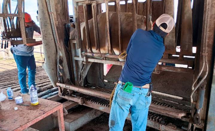 Eficaz, antiparasitario contra gusano barrenador en NL: Agricultura