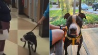 Georgia Dog Sedated For Euthanasia Is Saved In A Miraculous Last