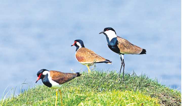 Young Birders’ Month 2025: Celebration of birds and nature for young people