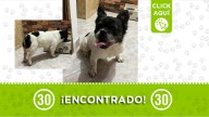 ¡Ayúdanos a que este perrito regrese a casa! Deambulaba solito por la Casa de Justicia del 20 de Julio