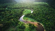 El bosque más grande del planeta Tierra está en América del Sur: produce el 20% del oxígeno del mundo