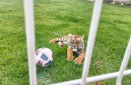 Incautan tigre de bengala en Villa Hidalgo