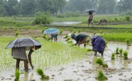 Maharashtra govt approves Rs 3,258 crore aid for rain-affected farmers in 23 districts