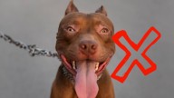 Ni pitbull ni doberman: la raza de perro que no conviene adoptar por ser muy agresivo, según una veterinaria