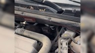 A Faint Cry From The Car Engine Leads Pennsylvania Woman To The Sweetest Surprise