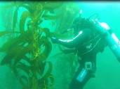 Investigadores ULagos publican sus primeros resultados en investigación sobre buzos y mariscadoras d...