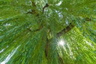Absolutely massive weeping willow among winners of Michigan Big Tree Hunt